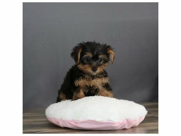 Yorkshire Terrier-DOG-Male-Black / Tan-15083-Petland Racine, Wisconsin
