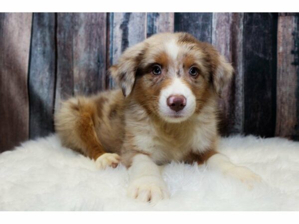 Australian Shepherd-DOG-Male-Red Merle-15081-Petland Racine, Wisconsin