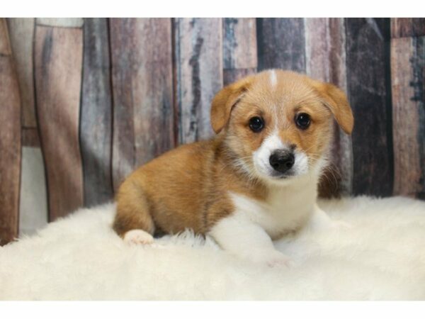Pembroke Welsh Corgi-DOG-Male-Red / White-15101-Petland Racine, Wisconsin