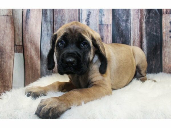 English Mastiff-DOG-Male-Fawn-15105-Petland Racine, Wisconsin