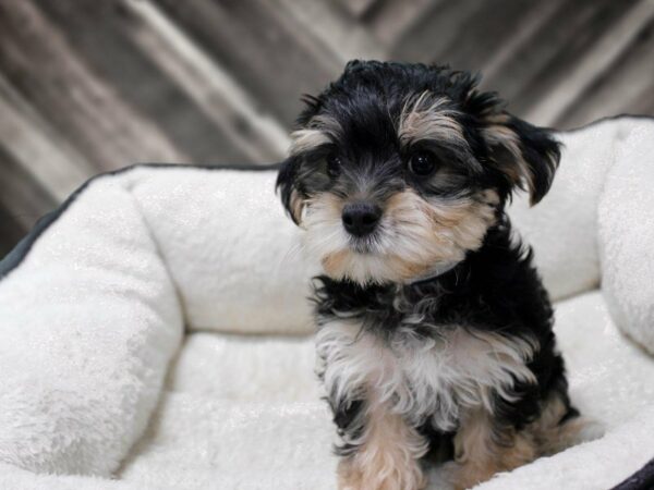 Morkie-DOG-Male-Black / Tan-23484-Petland Racine, Wisconsin
