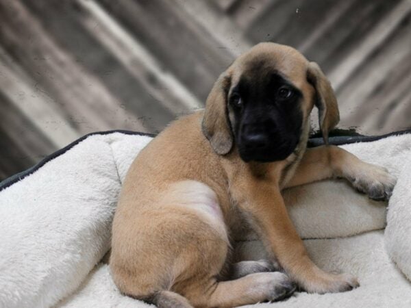 English Mastiff-DOG-Female-FAWN W/ BLK MASK-23513-Petland Racine, Wisconsin
