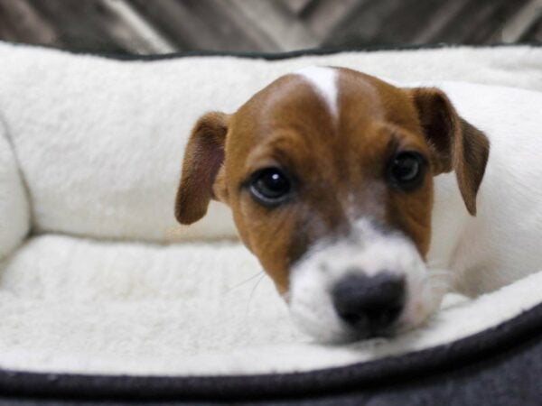 Jack Russell Terrier-DOG-Male-BR/WH-23507-Petland Racine, Wisconsin