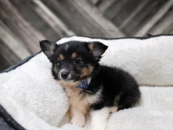 Miniature Australian Shepherd-DOG-Male-BLUE MERLE-23515-Petland Racine, Wisconsin