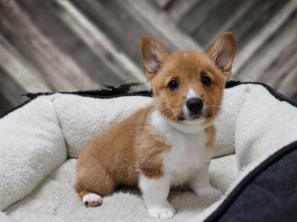 Pembroke Welsh Corgi-DOG-Male-Red / White-23487-Petland Racine, Wisconsin