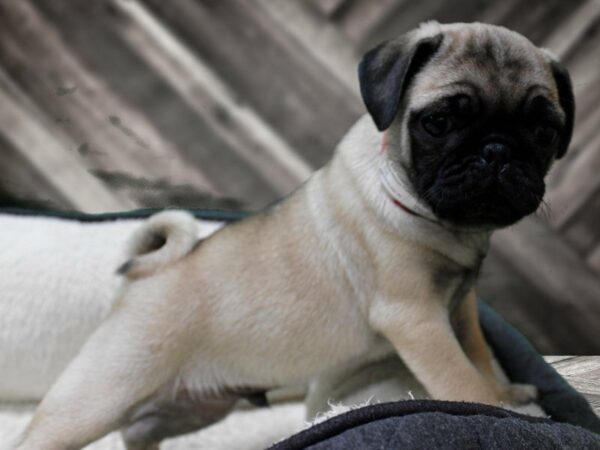 Pug-DOG-Male-Fawn-23490-Petland Racine, Wisconsin
