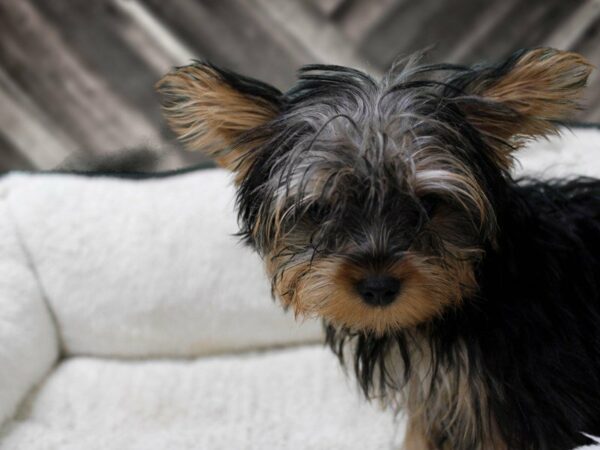 Yorkshire Terrier-DOG-Female-BLK/TAN-23508-Petland Racine, Wisconsin