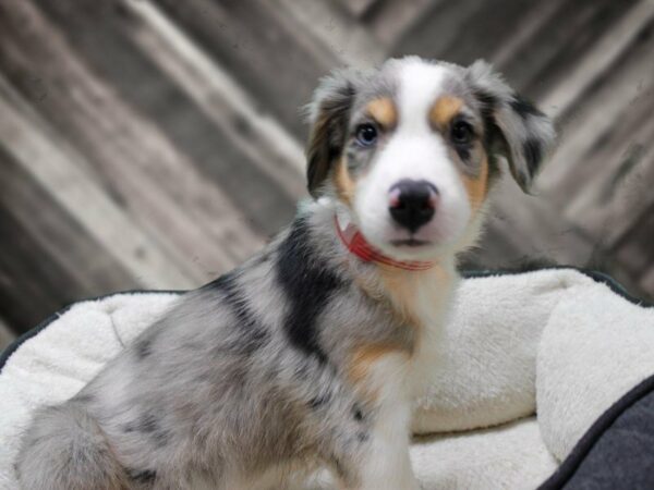 Australian Shepherd-DOG-Female-Blue Merle-23499-Petland Racine, Wisconsin
