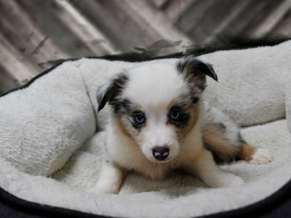 Miniature Australian Shepherd-DOG-Female-TRI-23514-Petland Racine, Wisconsin