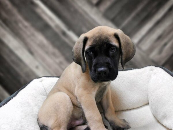 English Mastiff-DOG-Male-FAWN W/ BLK MASK-23512-Petland Racine, Wisconsin