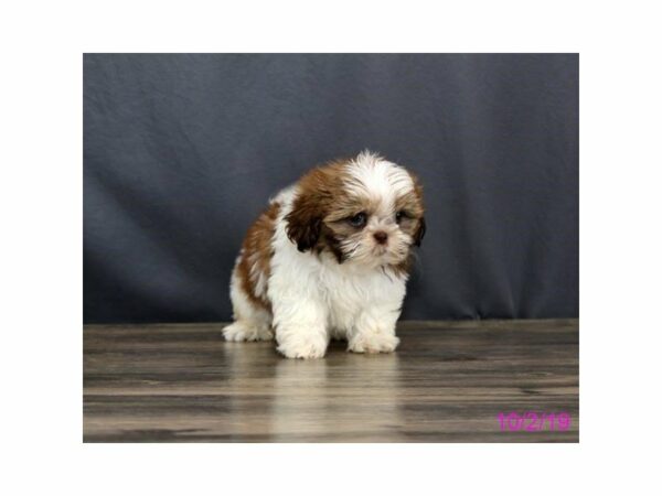 Shih Tzu-DOG-Female-Chocolate / White-15111-Petland Racine, Wisconsin