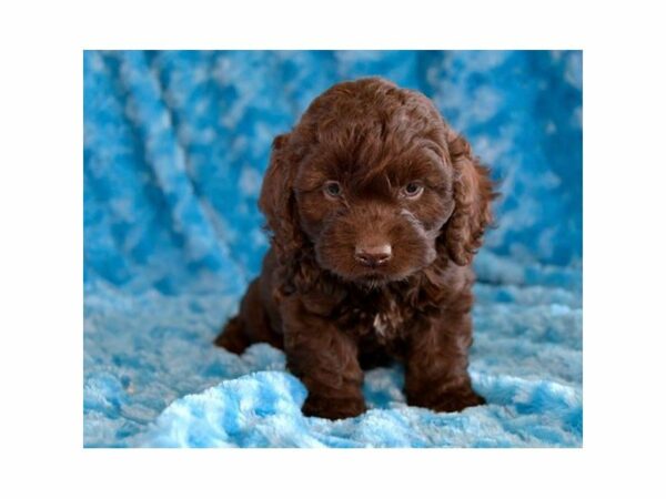 Cock A Poo-DOG-Male-Chocolate-15114-Petland Racine, Wisconsin