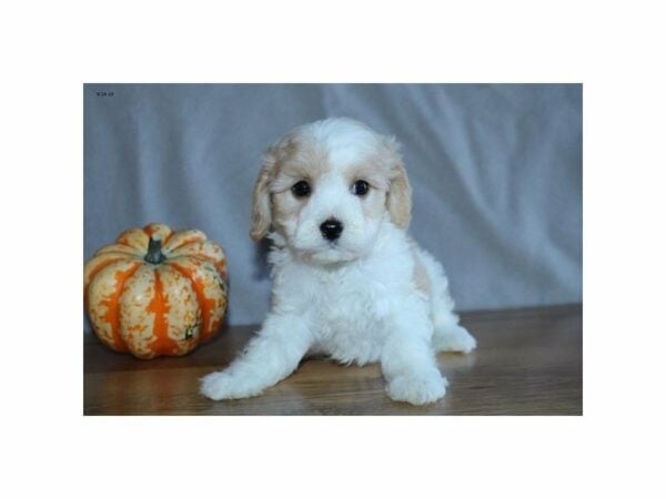 Cavachon-DOG-Female-Cream / White-23520-Petland Racine, Wisconsin