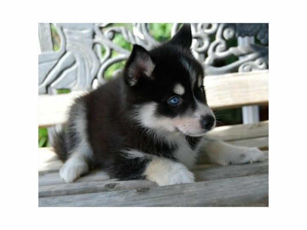 Pomsky-DOG-Female-Black-23524-Petland Racine, Wisconsin