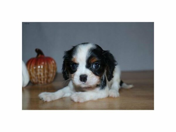 Cavalier King Charles Spaniel-DOG-Female-Tri-Colored-23523-Petland Racine, Wisconsin