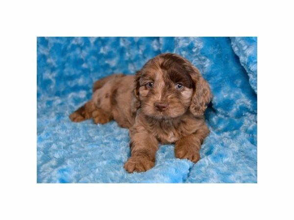 Cock A Poo-DOG-Male-Chocolate Merle-23525-Petland Racine, Wisconsin