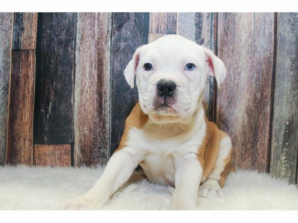Olde Bulldog-DOG-Female-Red/White-15116-Petland Racine, Wisconsin