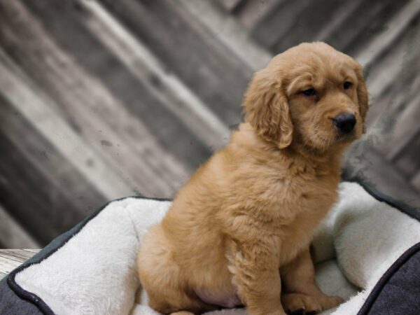 Golden Retriever-DOG-Male-Golden-23534-Petland Racine, Wisconsin