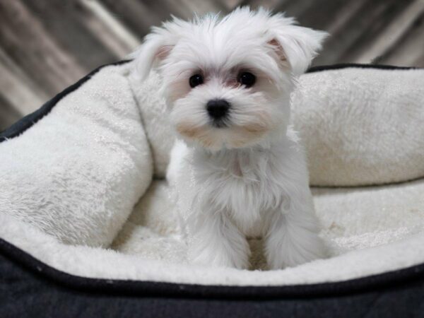Maltese-DOG-Female-White-23528-Petland Racine, Wisconsin