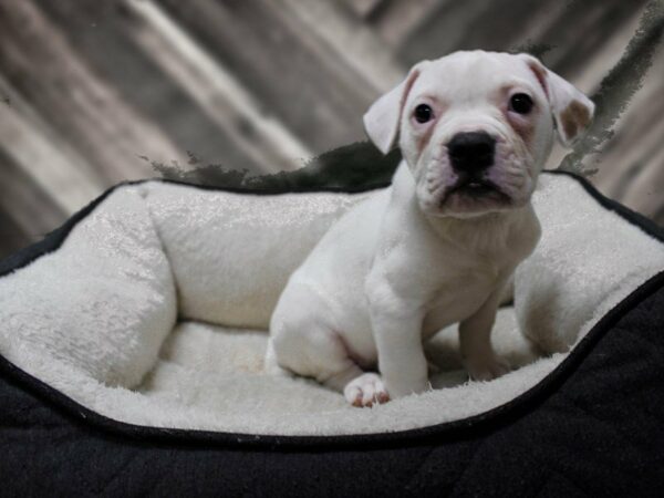 American Bulldog-DOG-Female-BRN/WH-23539-Petland Racine, Wisconsin