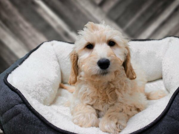 Goldendoodle 2nd Gen-DOG-Female-Golden-23536-Petland Racine, Wisconsin