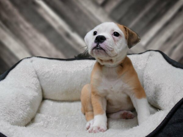 Olde Bulldog-DOG-Female-RED/WH-23538-Petland Racine, Wisconsin