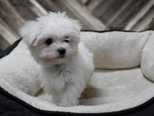 Maltese-DOG-Male-White-23527-Petland Racine, Wisconsin