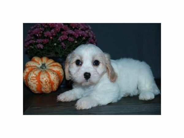 Cavachon-DOG-Female-Cream / White-15124-Petland Racine, Wisconsin