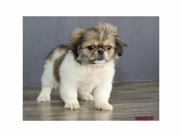 Pekingese-DOG-Female-Sable/White-15120-Petland Racine, Wisconsin