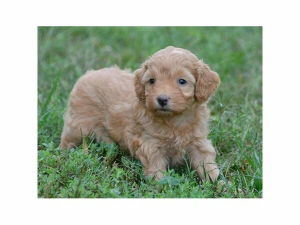 Goldendoodle Mini 2nd Gen-DOG-Female-Apricot-15126-Petland Racine, Wisconsin