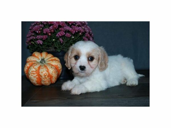 Cavachon-DOG-Male-Cream / White-23540-Petland Racine, Wisconsin