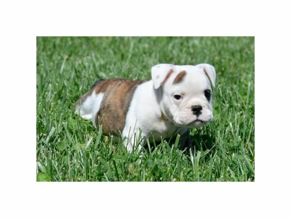 English Bulldog-DOG-Male-Brindle / White-23547-Petland Racine, Wisconsin