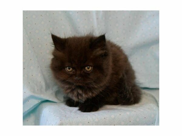 Persian-CAT-Female-Sable-23546-Petland Racine, Wisconsin