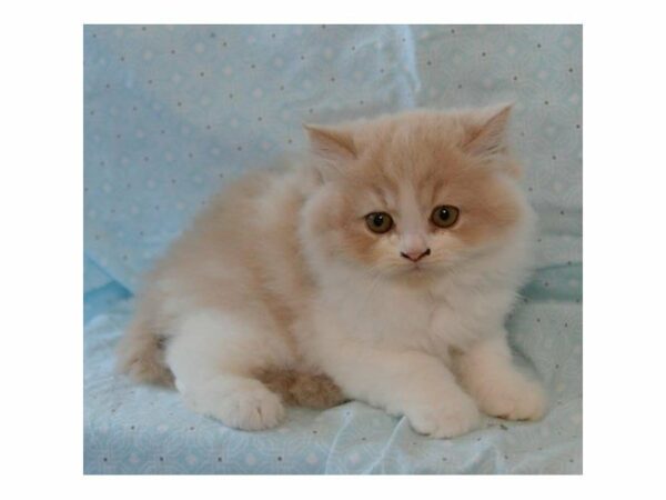 Persian-CAT-Male-Yellow-23543-Petland Racine, Wisconsin