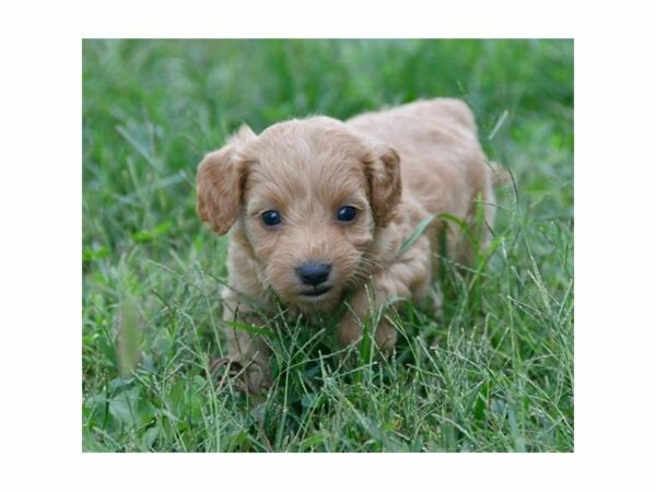 Mini Goldendoodle 2nd Gen-DOG-Female-Apricot-23545-Petland Racine, Wisconsin