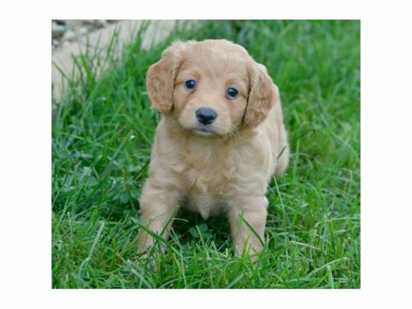 Mini Goldendoodle 2nd Gen-DOG-Male-Apricot-23544-Petland Racine, Wisconsin