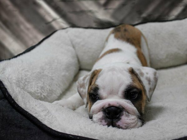 English Bulldog-DOG-Male-WH W/ HONEY SPOTS-23552-Petland Racine, Wisconsin