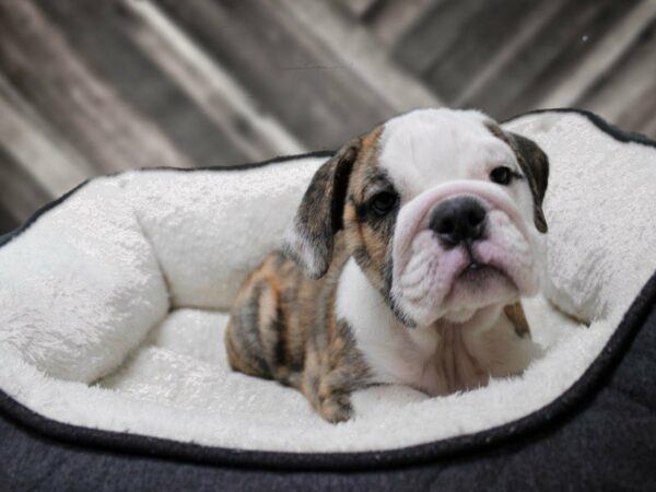 English Bulldog-DOG-Female-BRINDLE/WH-23553-Petland Racine, Wisconsin
