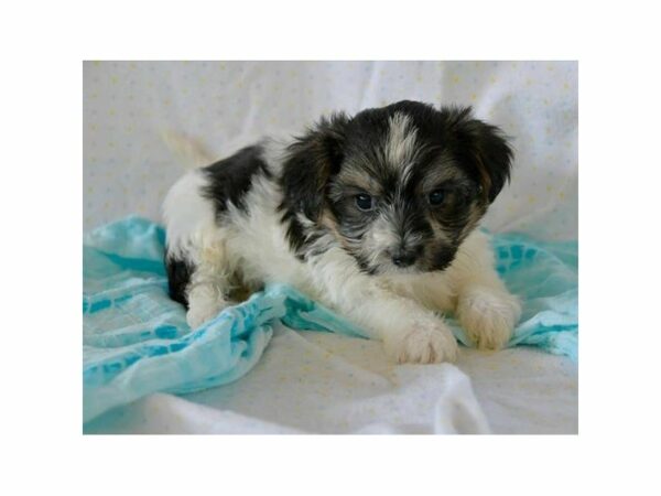 Morkie-DOG-Male-Black Tan / White-15134-Petland Racine, Wisconsin