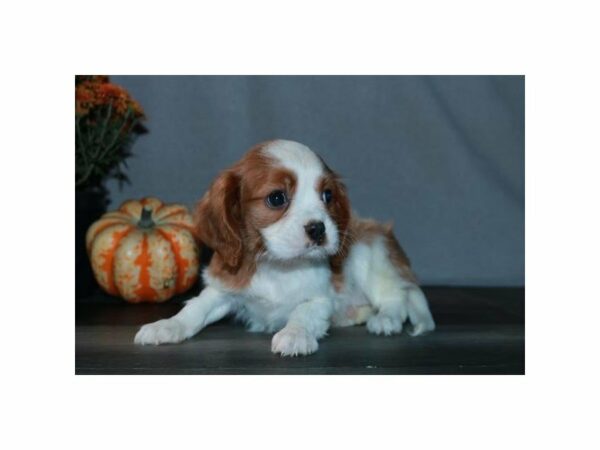 Cavalier King Charles Spaniel-DOG-Female-Blenheim-23555-Petland Racine, Wisconsin