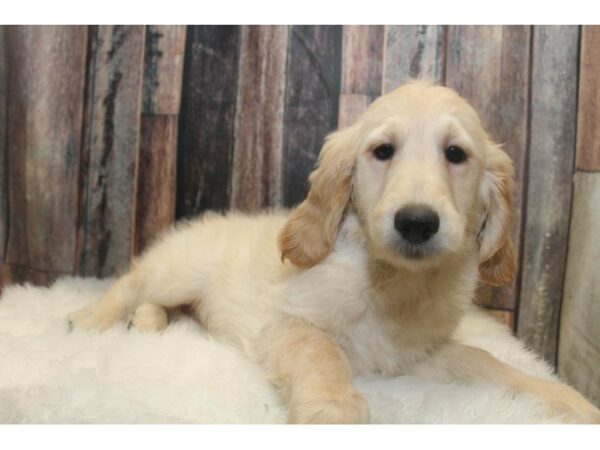 Goldendoodle 2nd Gen-DOG-Female-Golden-15135-Petland Racine, Wisconsin