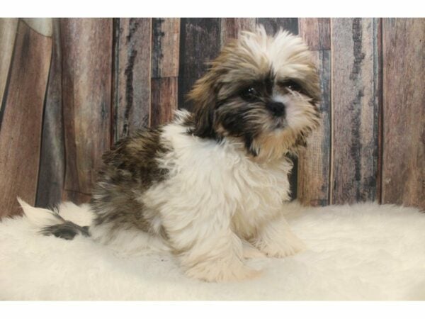 Shih Tzu-DOG-Male-Brown/Blue/White-15139-Petland Racine, Wisconsin