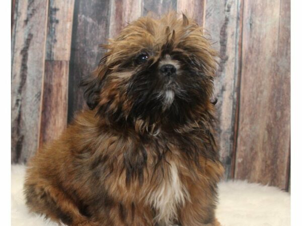 Shih Tzu-DOG-Male-Brindle-15138-Petland Racine, Wisconsin