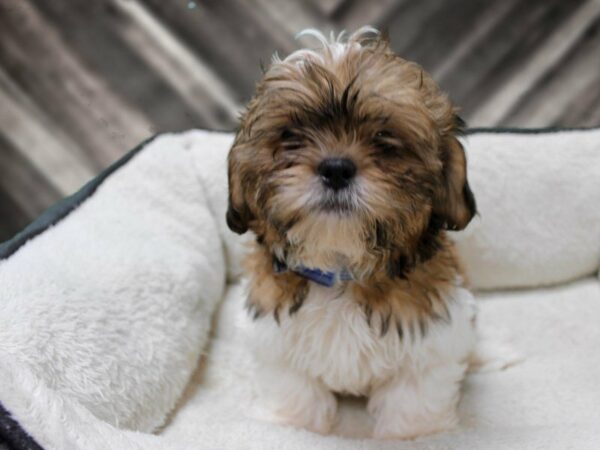 Shih Tzu-DOG-Male-BLK/WH-23564-Petland Racine, Wisconsin