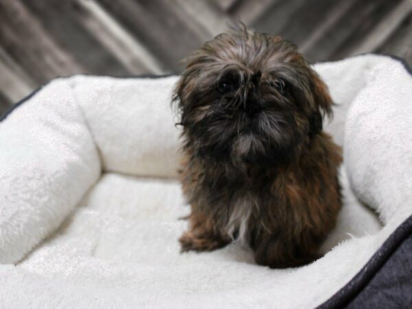 Shih Tzu-DOG-Male-BRINDLE-23563-Petland Racine, Wisconsin