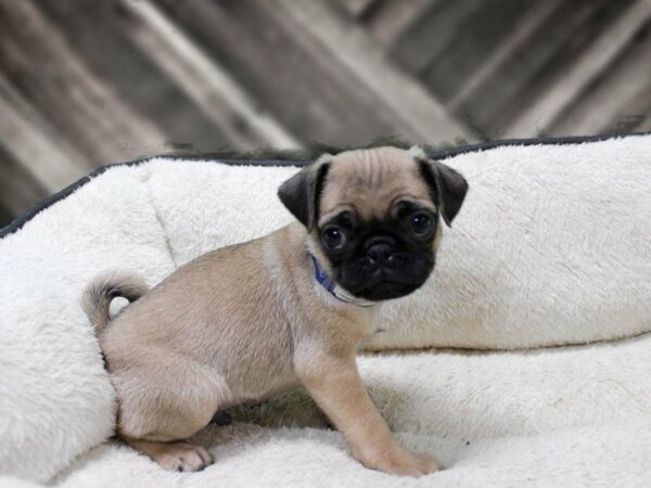 Pug-DOG-Male-Fawn-23560-Petland Racine, Wisconsin