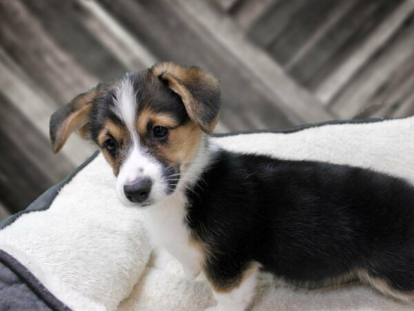 Pembroke Welsh Corgi-DOG-Female-Tri-Colored-23561-Petland Racine, Wisconsin