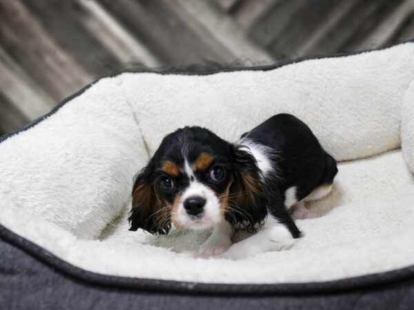 Cavalier King Charles Spaniel-DOG-Female-TRI-23565-Petland Racine, Wisconsin