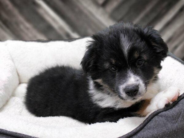 Australian Shepherd-DOG-Male-Tri-Colored-23558-Petland Racine, Wisconsin
