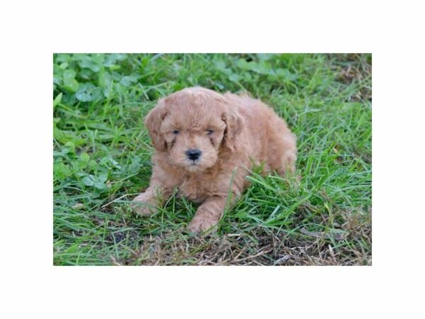 Mini Goldendoodle 2nd Gen-DOG-Female-Red-23572-Petland Racine, Wisconsin